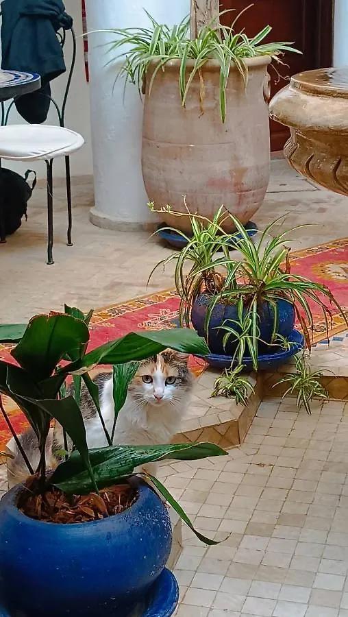 Riad Chams Marrakech مراكش
